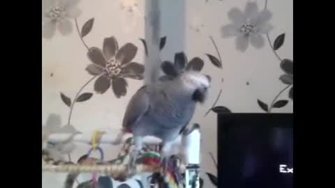 5 Funny Talking Parrots creepy and coolp15