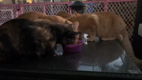 Hungry Kitties in the morning
