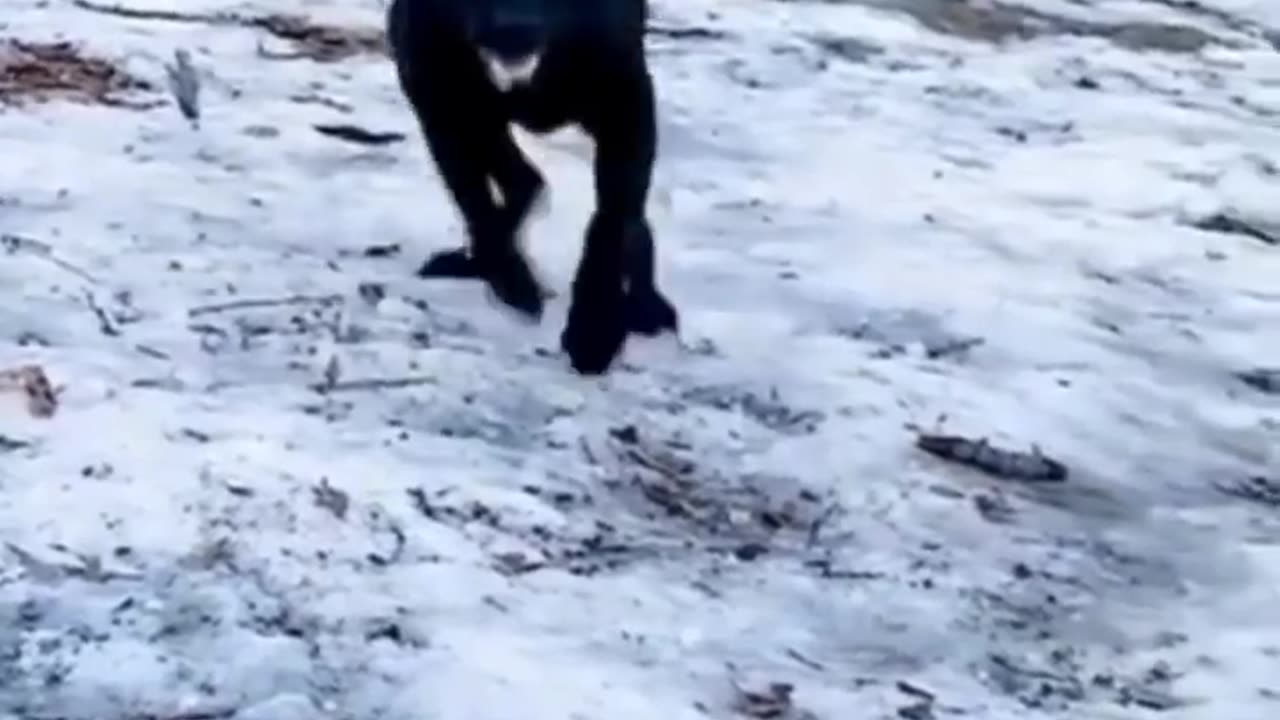 Best Funny Animal Videos 😂Funniest Animal Cat& Dog 😹#shorts #funny #cat #comedy #whatsapp