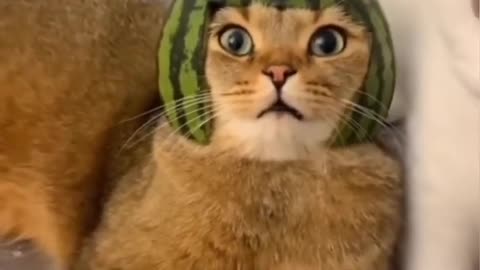 Funny animals Funny cats dogs .Funny animal videos