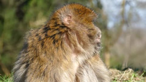 Barbary macaque in the atlas montain morocco