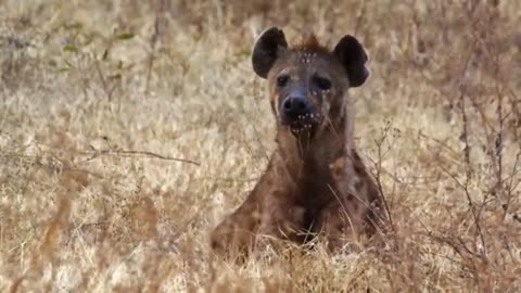 Tiger attack on deer amazing clip