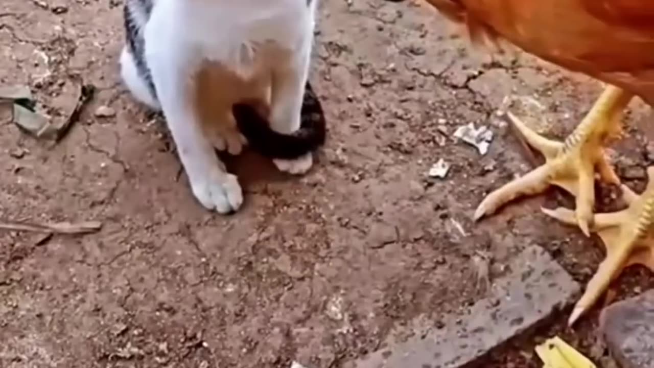 Cats vs Chickens... see what happens next and get ready to laugh