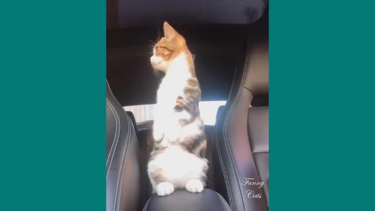 Cat will make you laugh