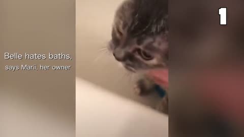 These Cats Can Speak English Better Than Hooman 😸 Funny Cats Compilation