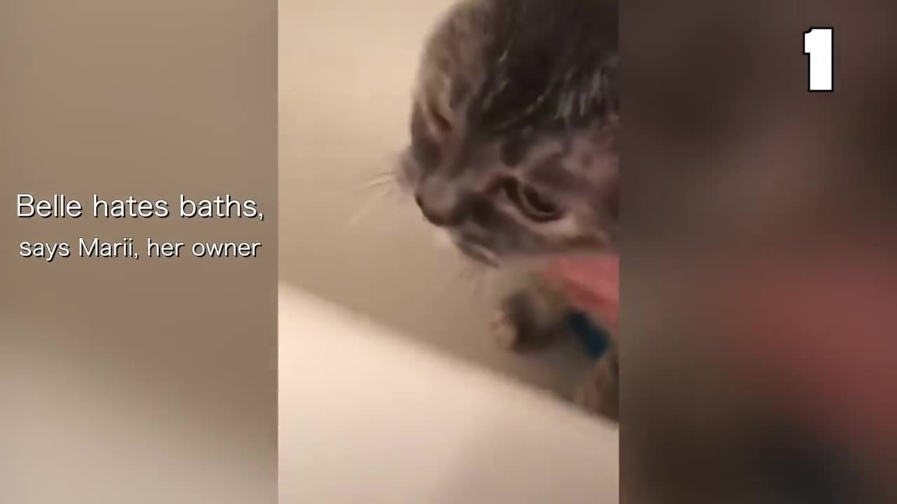 These Cats Can Speak English Better Than Hooman 😸 Funny Cats Compilation
