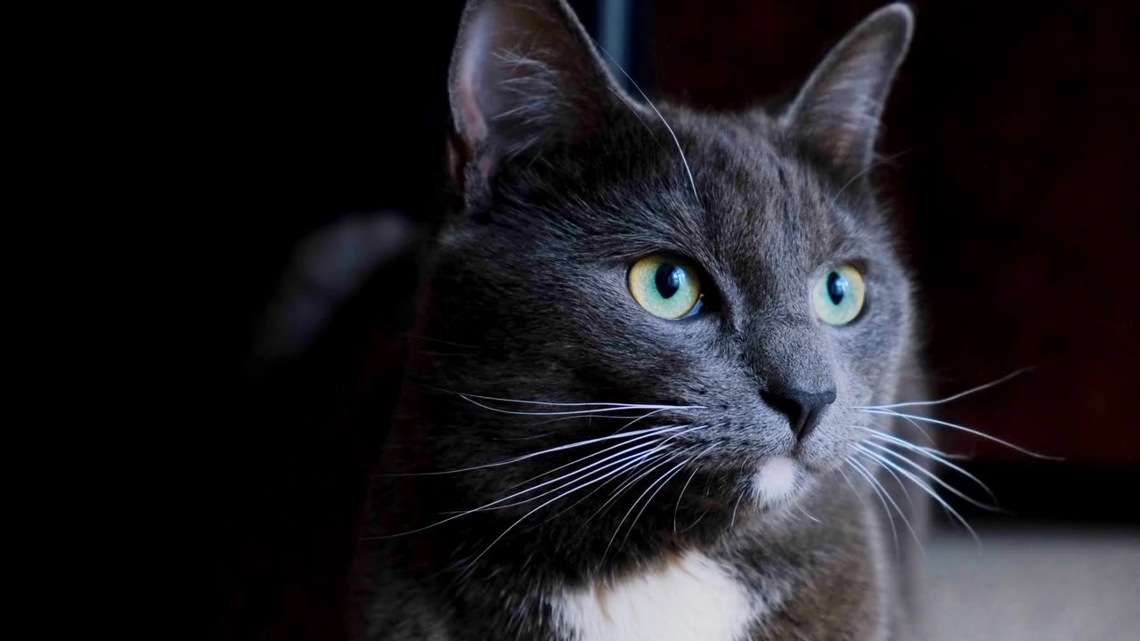 Fluffly Grey Cat Sniffing And Licking Fresh Catnip At Home