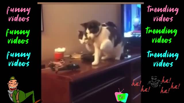 Funny animal videos part 1 [ will make you laugh ]