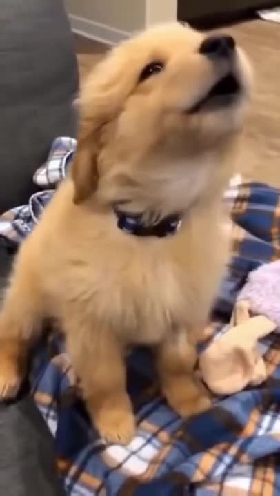 Sensitive Dog Shames Owner But Quickly-Dog,Funniest And Cutest Dogs And Cats Funny Pet Animals' Life