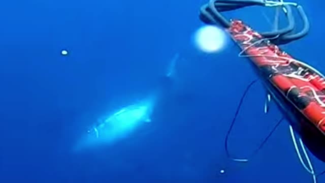 How about we go spearfishing before the winter sets in?”