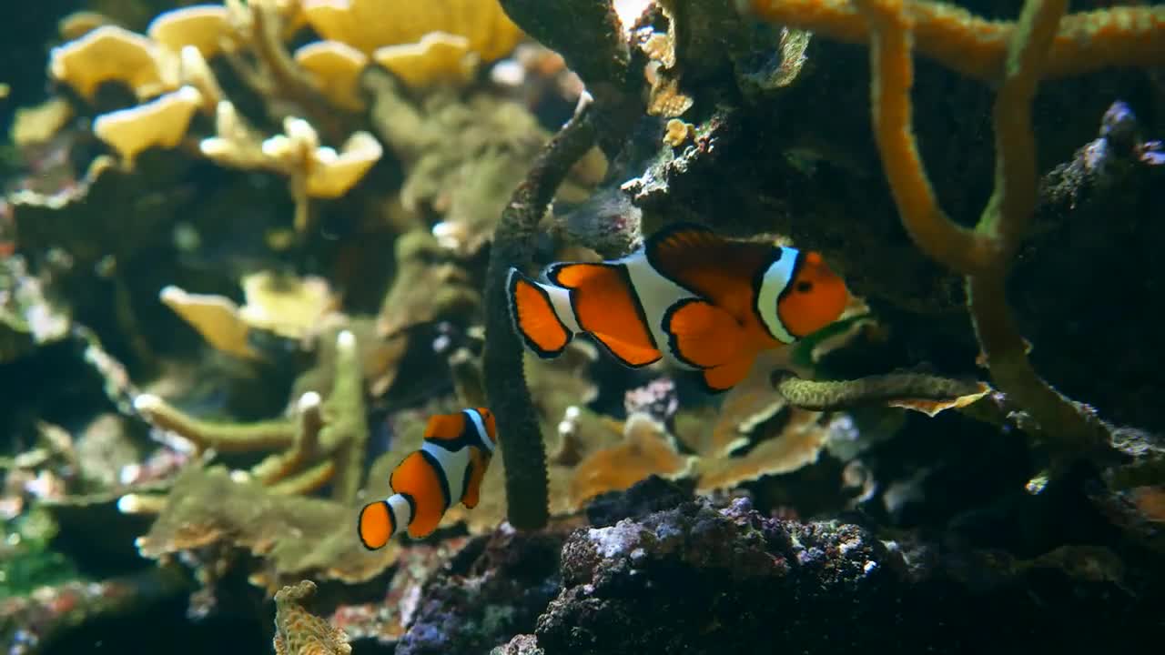 clown fish at a coral