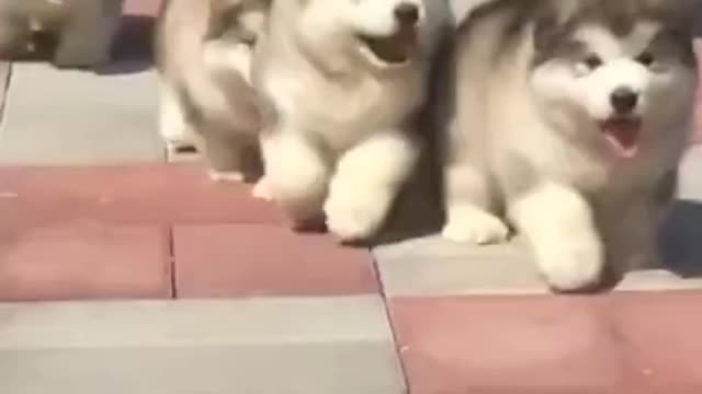Puppies runing🥰 funny and cute puppies compilation#short