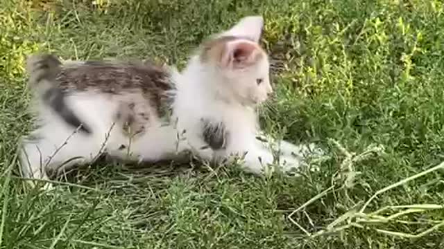 Funny cat in the garden | Russia