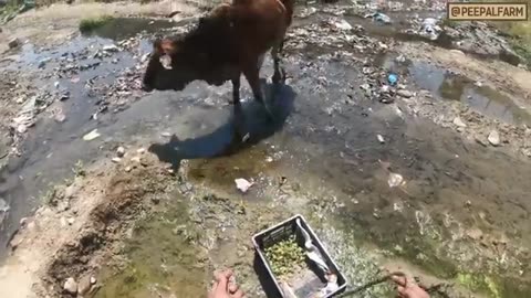 Animal amezing video