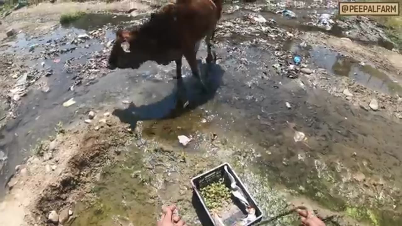 Animal amezing video