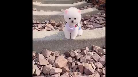 Funny Animal Video