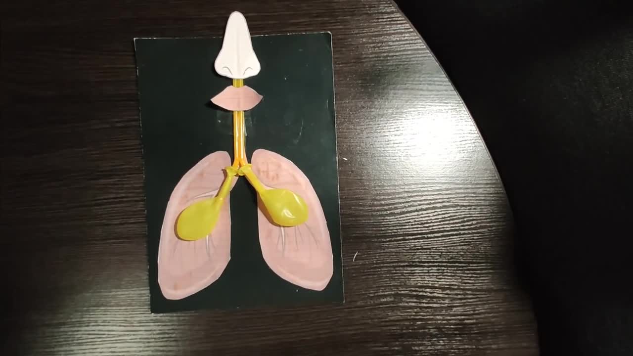 Making a model of the lungs