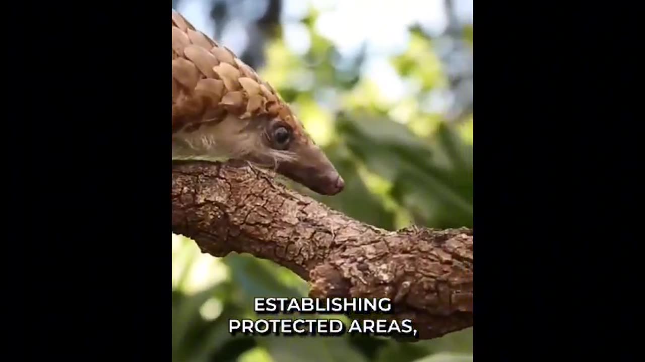 Pangolins An Ancient Specie