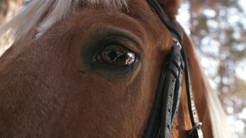 The horses eyes