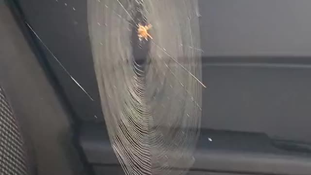 How did the spider get into my car?