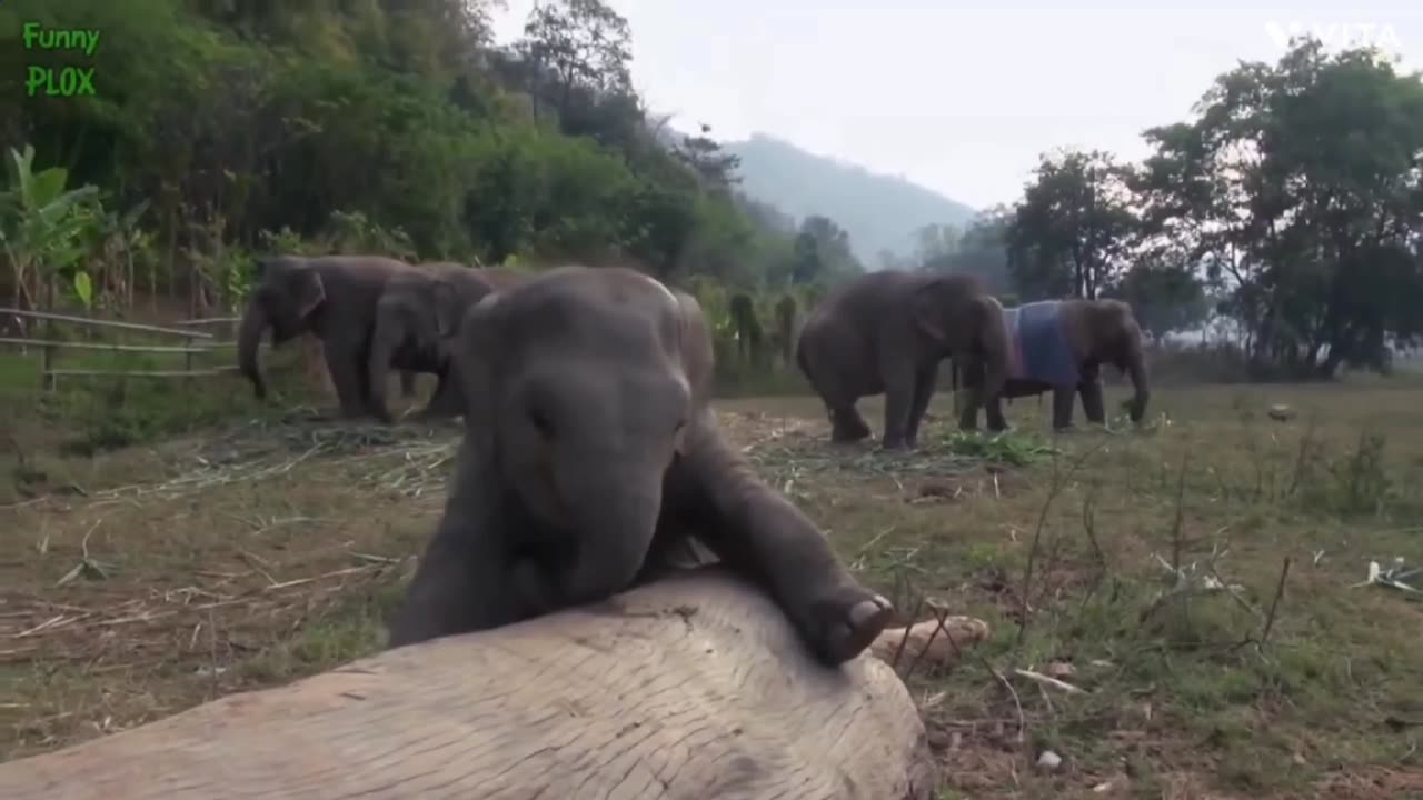 Most Funny and Cute Baby Elephant Video