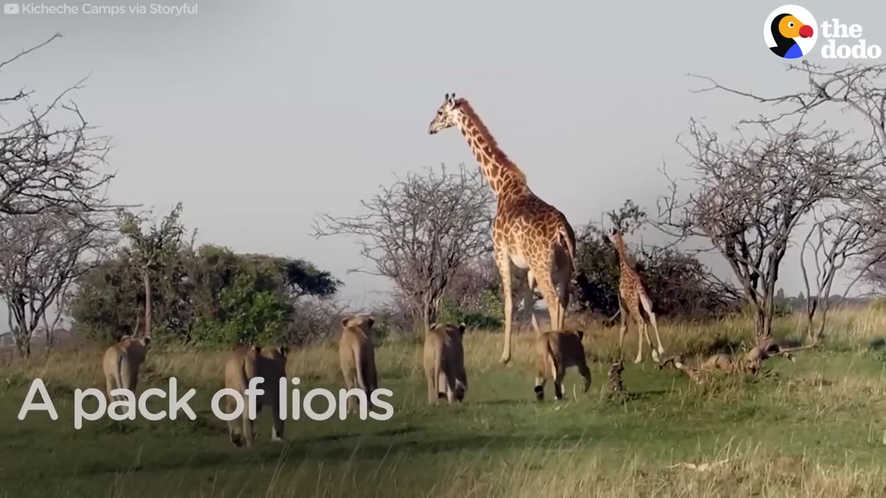 Giraffe Shows Lions Who's Boss When They Mess With Her Baby