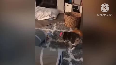 Funny Animals 😂 Funniest Cats and Dogs 😹🐶