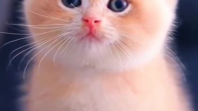 cute baby cat