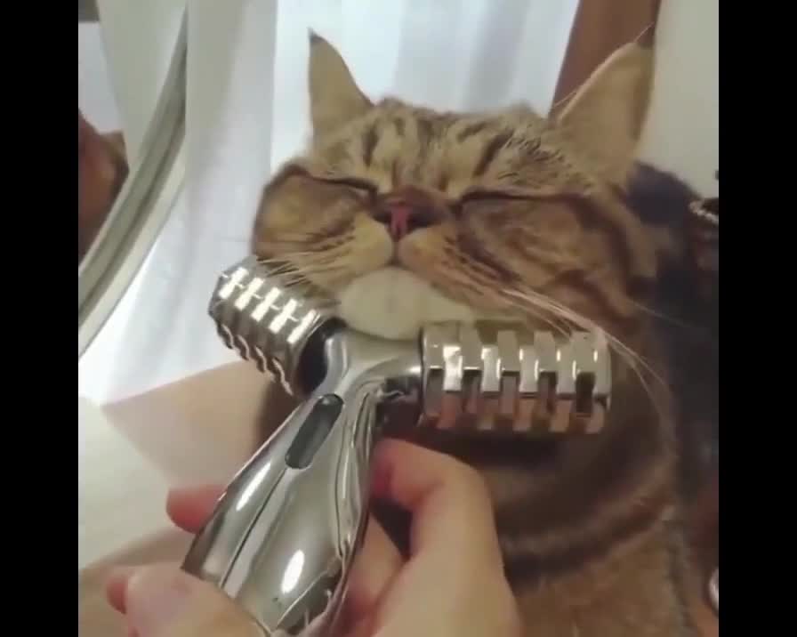 Relaxing Cat