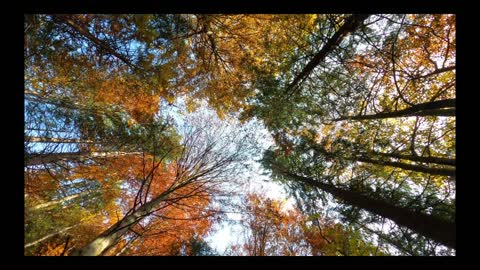 beautiful natural cinematic