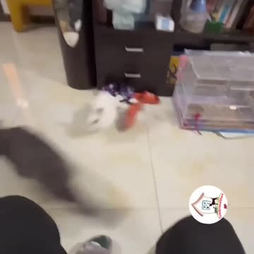 New So Cute animals virals video😍😍😍