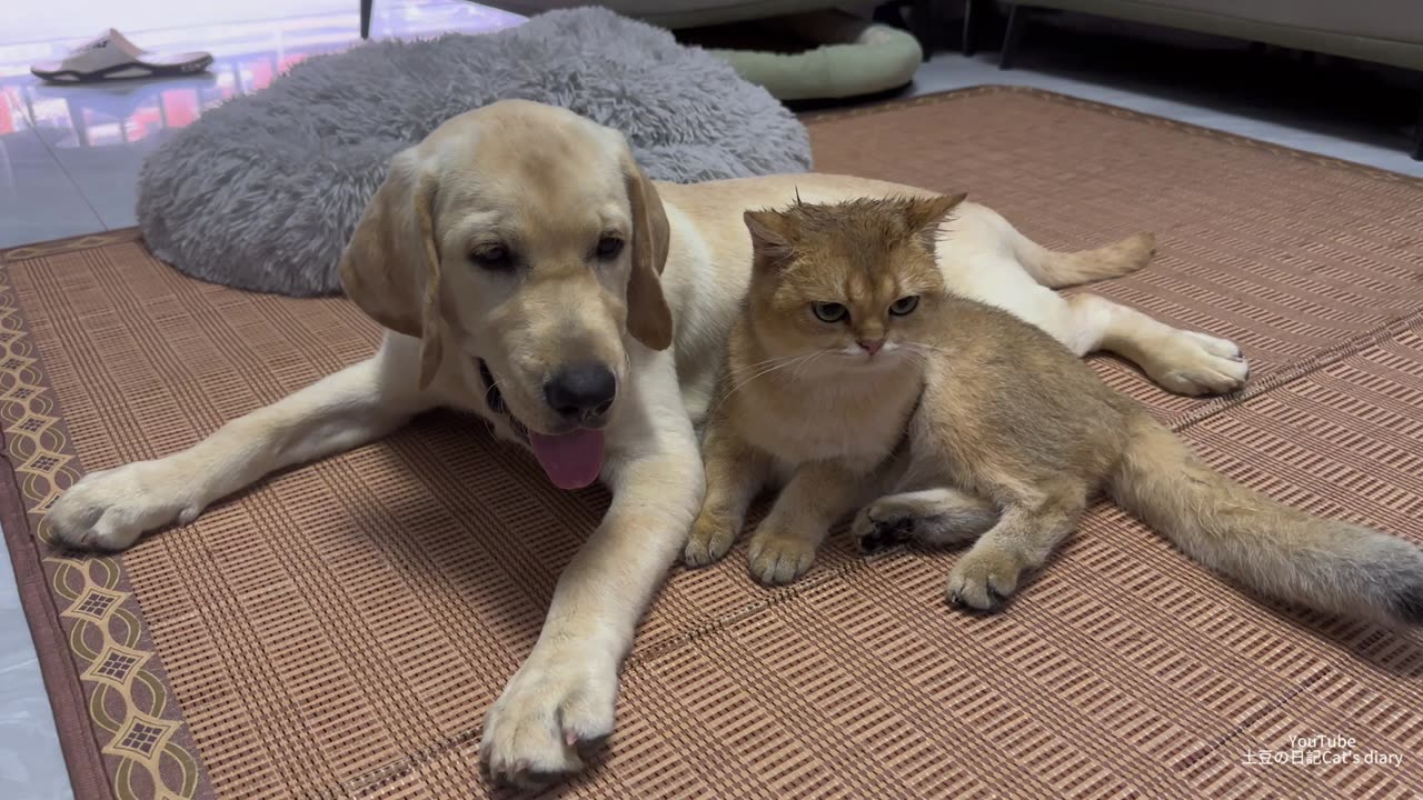 How does a Labrador Retriever react when he falls madly in love with a kitten? funny cute animal❤️