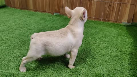 Franse bulldog