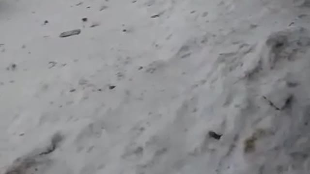 Polar Bear Attacks Dogs