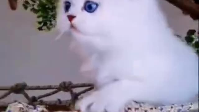 The cutest cats on the planet