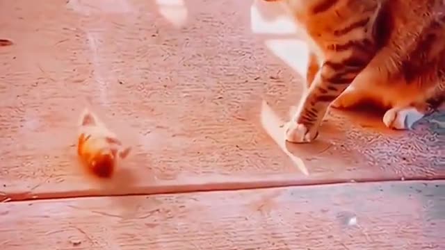 Cat And Rat Funny Compilation 2023 - Fighting Animals Videos - Animals Funny