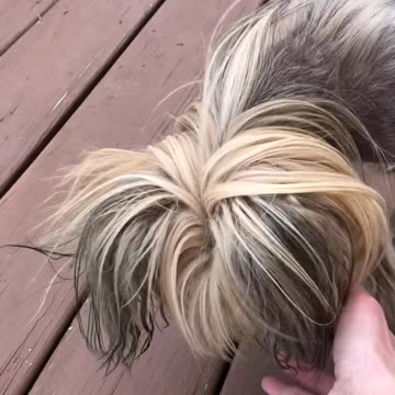 fetch, a small dogs story