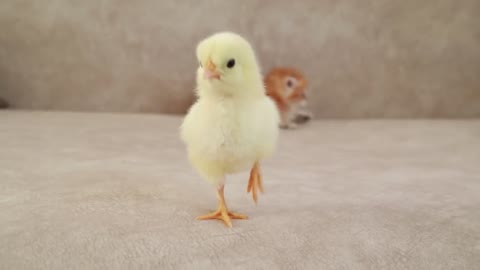 Fluffy orange meets with the yolk 🐥