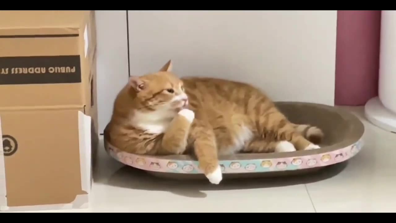 Pedicure on the tip of the tongue---Salty silk(cat)