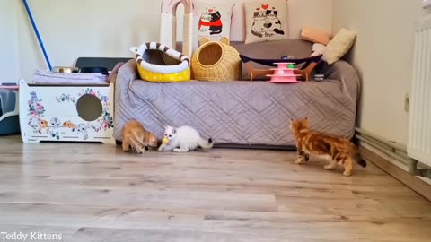 Time to Clean up the Room and Play together 😺 Pikachu, Teddy and Picasso