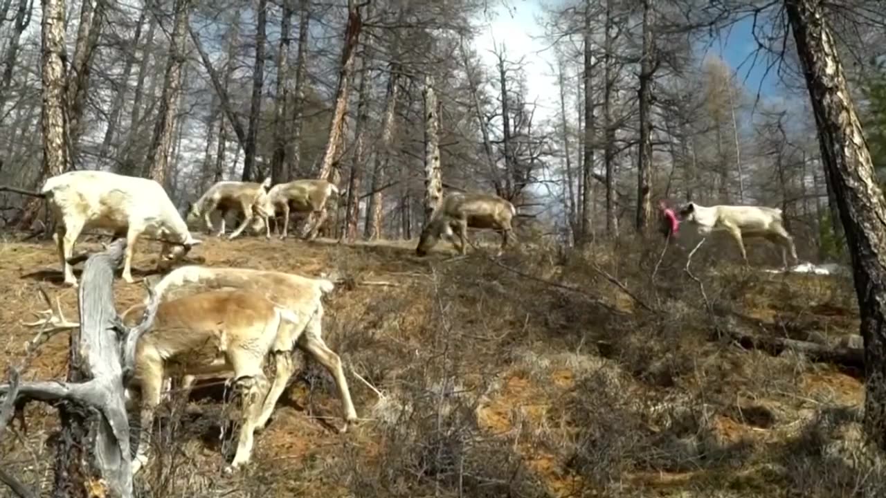 In Mongolia forest deer