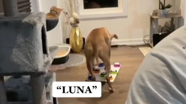 So brilliant dog 😘