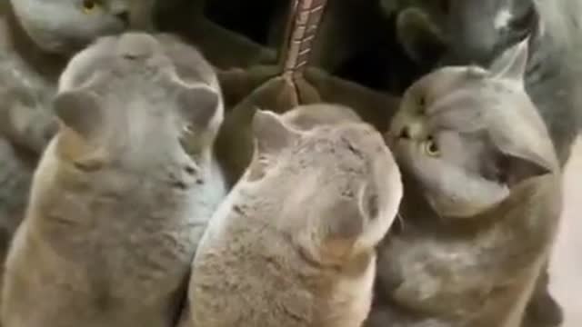 Cat discover an optical illusion