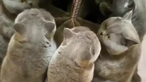 Cat discover an optical illusion