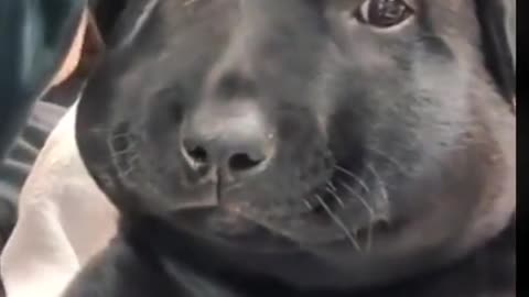 funniest animals