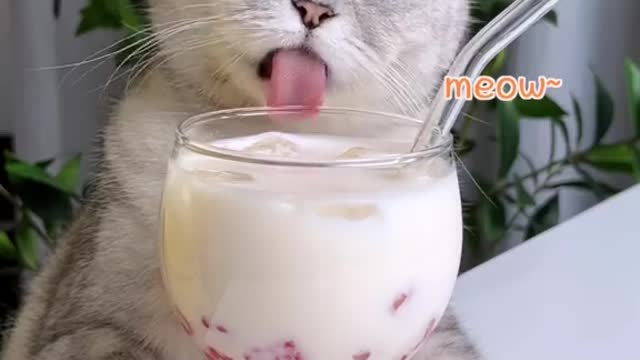 Cat teaching how to make strawberry drink 🍓🍹