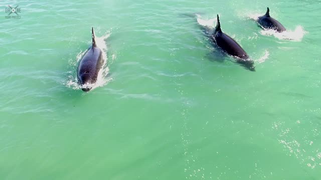 Drone captures stunning overhead footage of Killer Whale pod