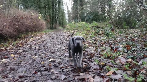 HELP! My Cane Corso Won't Stop Barking! How To Stop Dog Barking FOR EVER!