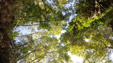 Trees