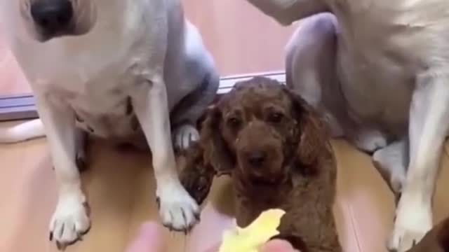 I'm surprised they didn't blame the little brown one! 😂